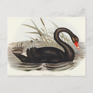 Cartão Postal Black Swan por Elizabeth Gould