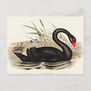 Cartão Postal Black Swan por Elizabeth Gould