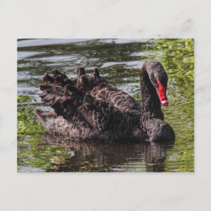 Cartão Postal Black Swan, Roath Park Lake, Cardiff, Wales.