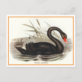 Cartão Postal Black Swan Vintage