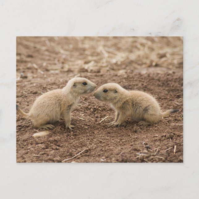 Cartão Postal Black Tailed Prarie Marmot (Frente)