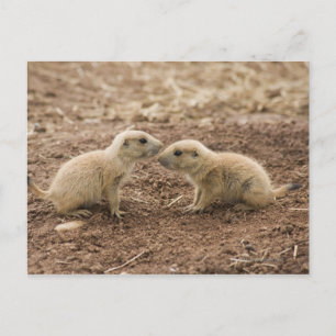 Cartão Postal Black Tailed Prarie Marmot