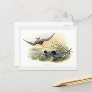 Cartão Postal Black Tern