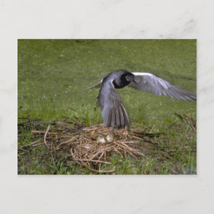 Cartão Postal Black Tern voando sobre o ninho