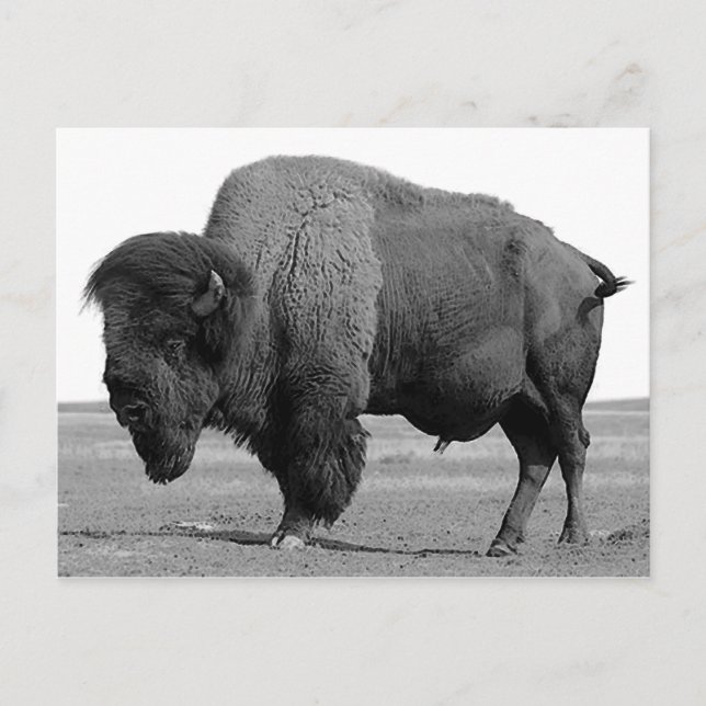 Cartão Postal Black & White Bison / Buffalo (Frente)