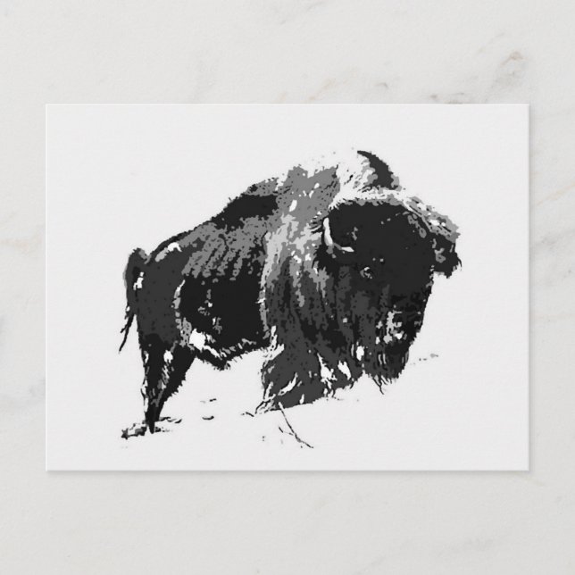 Cartão Postal Black & White Bison / Buffalo (Frente)