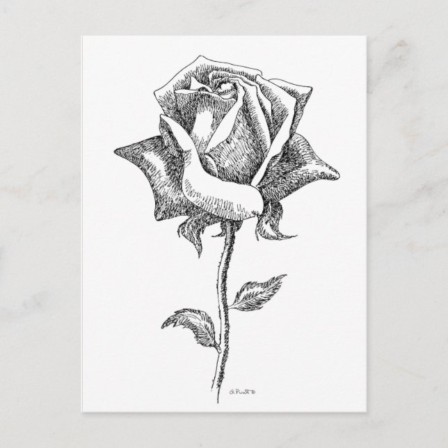 Cartão Postal Black & White Rose (Frente)