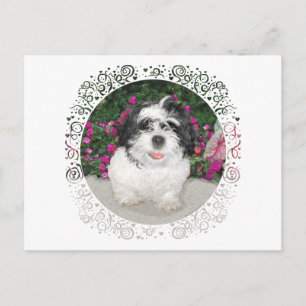 Cartão Postal Black & White Shih Tzu Puppy Rescut Dog