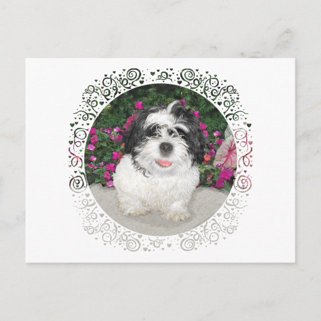 Cartão Postal Black & White Shih Tzu Puppy Rescut Dog (Frente)