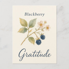 Cartão Postal Blackberry — Gratitude Postcard