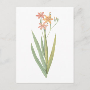Cartão Postal blackberry lily (Belamcanda chinensis) por Redout