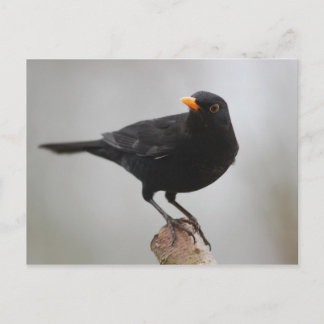 Cartão postal Blackbird