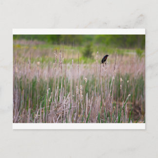 Cartão Postal Blackbird de asa vermelha, Glacier Ridge Metropark