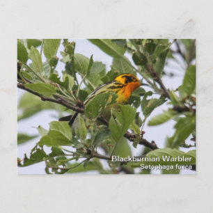 Cartão Postal Blackburnian Warbler