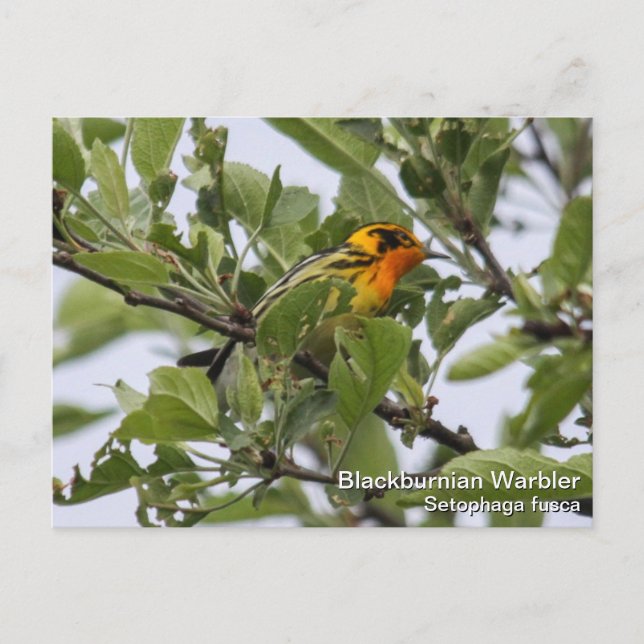 Cartão Postal Blackburnian Warbler (Frente)
