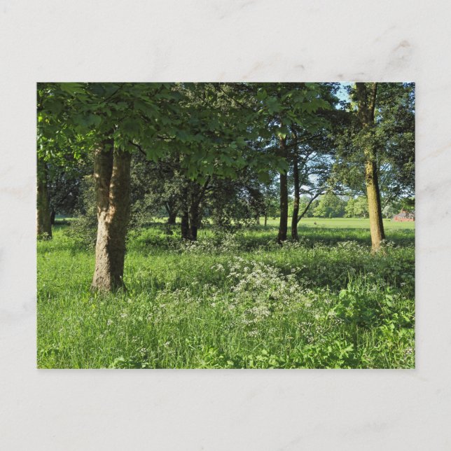 Cartão Postal Blackweir Woods, Bute Park, Cardiff Wales (Frente)