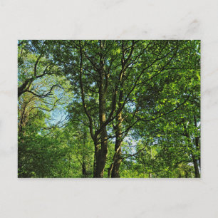 Cartão Postal Blackweir Woods, Bute Park, Cardiff Wales