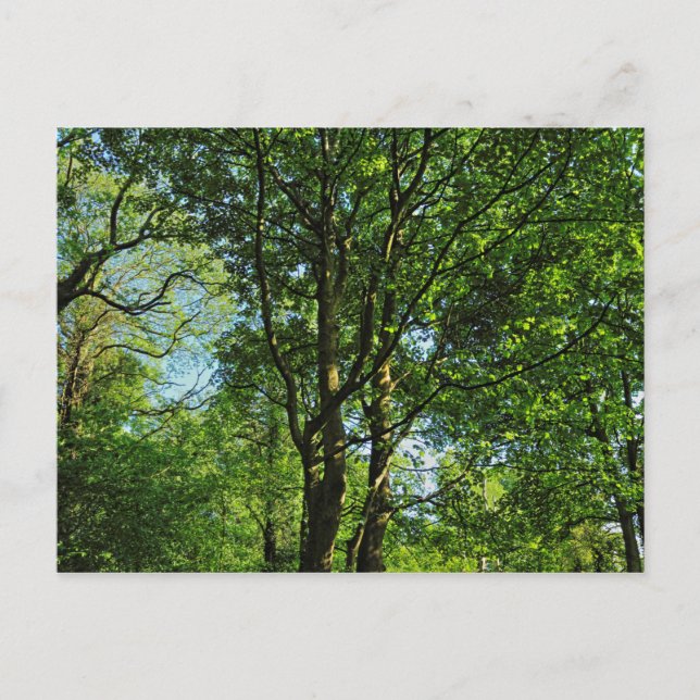 Cartão Postal Blackweir Woods, Bute Park, Cardiff Wales (Frente)