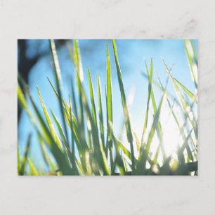 Cartão Postal Blades Sunlit