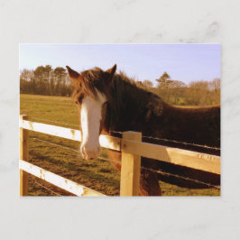 Cartão Postal Blaze Branco Cavalo Gentil