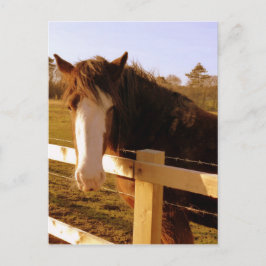 Cartão Postal Blaze Branco Cavalo Gentil