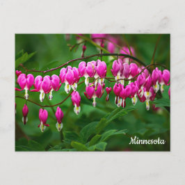 Cartão Postal Bleeding Hearts Postcard