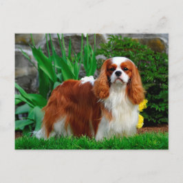 Cartão Postal Blenheim Cavalier King Charles Spaniel Puppy Dog