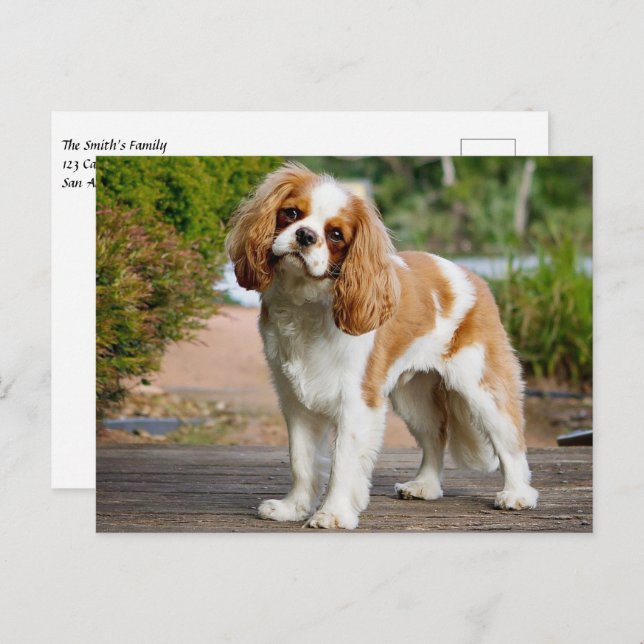Cartão Postal Blenheim Cavalier King Charles Spaniel Puppy Dog (Frente/Verso)