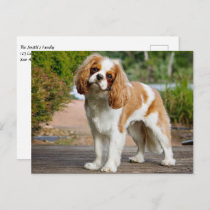 Cartão Postal Blenheim Cavalier King Charles Spaniel Puppy Dog