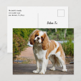 Cartão Postal Blenheim Cavalier King Charles Spaniel Puppy Dog