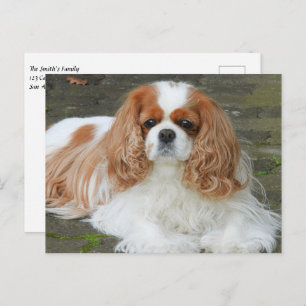 Cartão Postal Blenheim Cavalier King Charles Spaniel Puppy Dog P