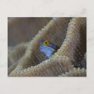 Cartão Postal Blenny fish Blenniidae), a cutucar a cabeça