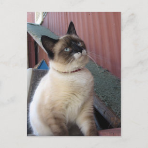 Cartão Postal Blindar o sapato de neve