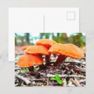 Cartão Postal Blindos cogumelos selvagens em um campo de outono