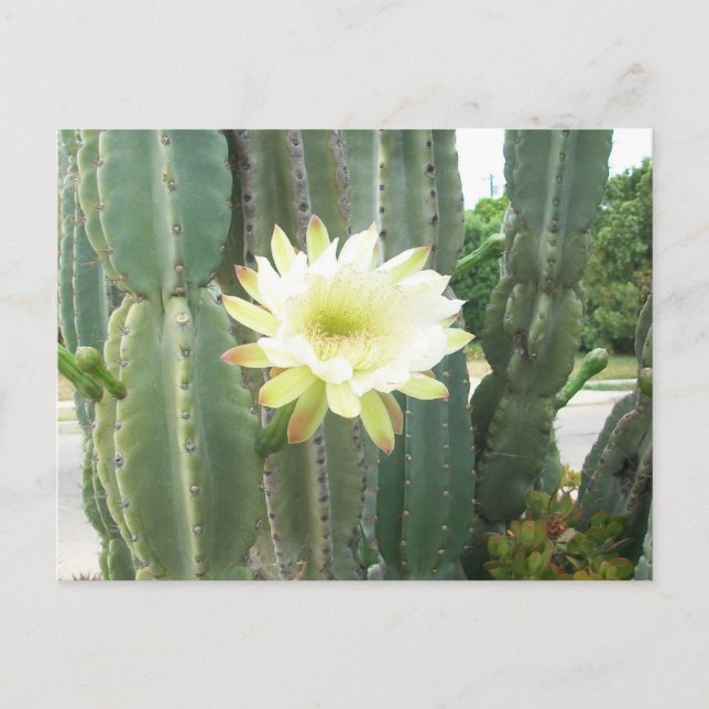 Cartão Postal Blogue Branco No Cactus (Frente)