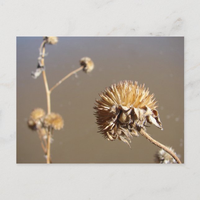 Cartão Postal Blogues de inverno do Novo México (Frente)