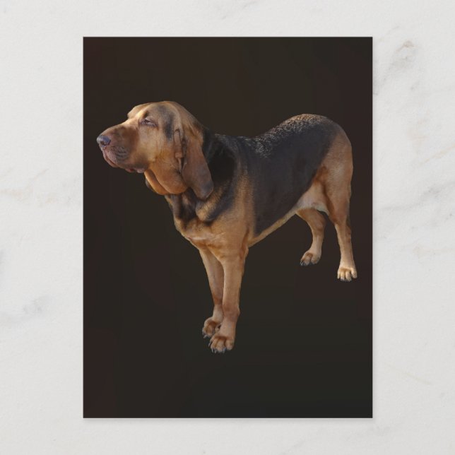 Cartão Postal Bloodhound (Frente)