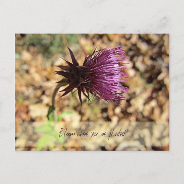 Cartão Postal Bloom... (Frente)
