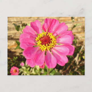Cartão Postal Bloom Multicolor