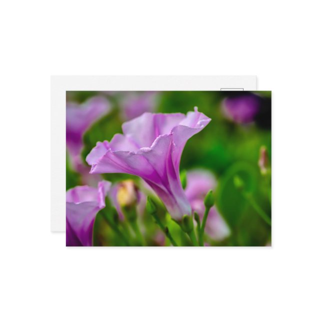 Cartão Postal Bloom Roxo Elegante em foco (Frente/Verso In Situ)