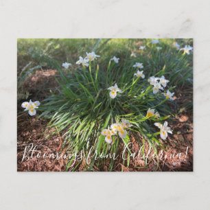 Cartão Postal Bloomias da Califórnia: Canyon Snow Iris Postca