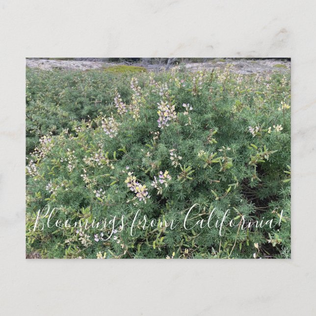 Cartão Postal Bloomias da Califórnia: Costeira Bush Lupine (Frente)