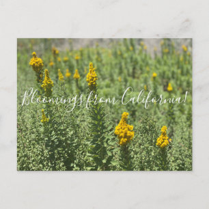 Cartão Postal Bloomias da Califórnia: Goldenrod-dos-prados