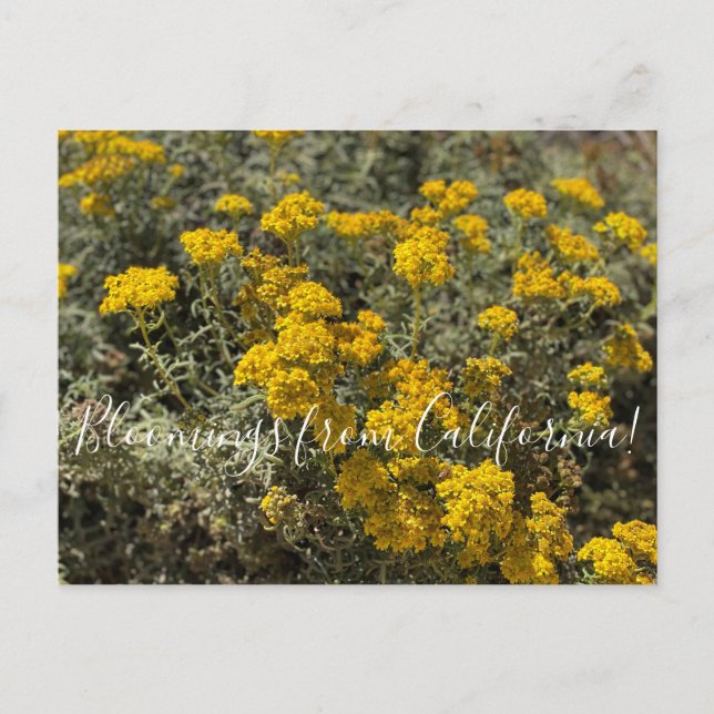 Cartão Postal Bloomias da Califórnia: Lado de Sunflower (Frente)