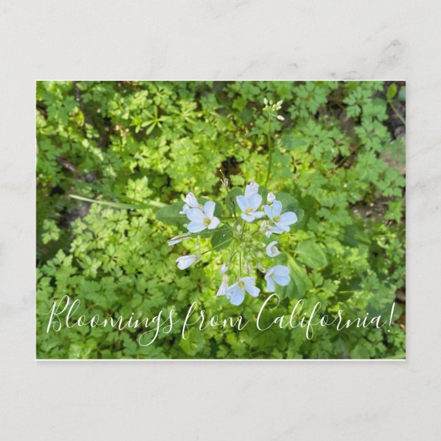 Cartão Postal Bloomias da Califórnia: Leiteiras (Frente)