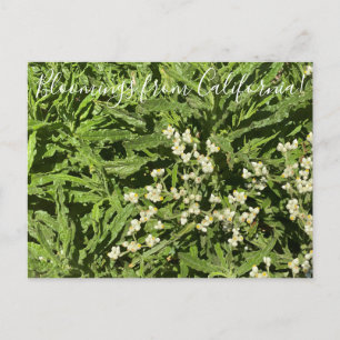 Cartão Postal Bloomias da Califórnia: Pearduradouro