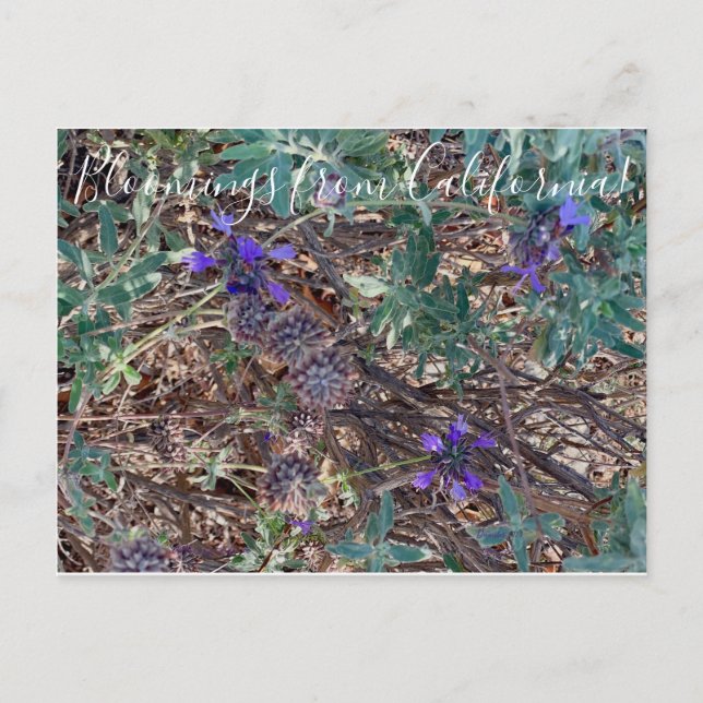 Cartão Postal Bloomias da Califórnia: Púrpura Sage (Frente)