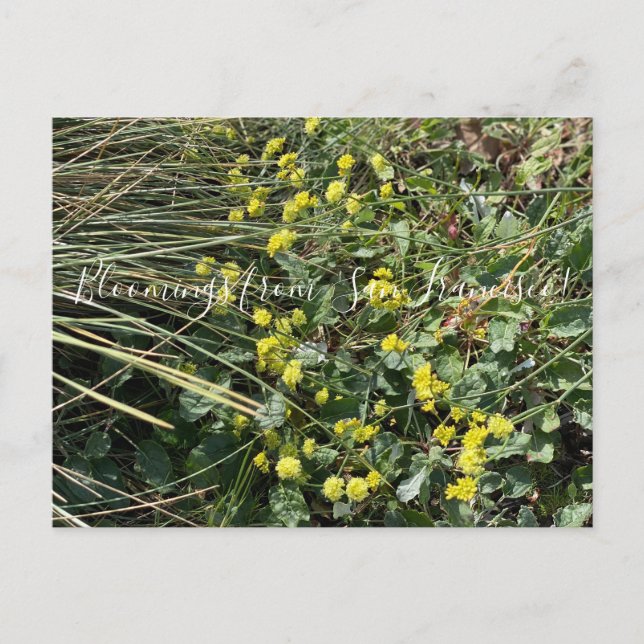 Cartão Postal Bloomias da Califórnia: Trigo Amarelo Postca (Frente)
