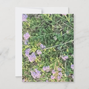 Cartão Postal Bloomias de lavandas entre gramíneas selvagens