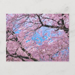 Cartão Postal Blooming Cherry Blossoms